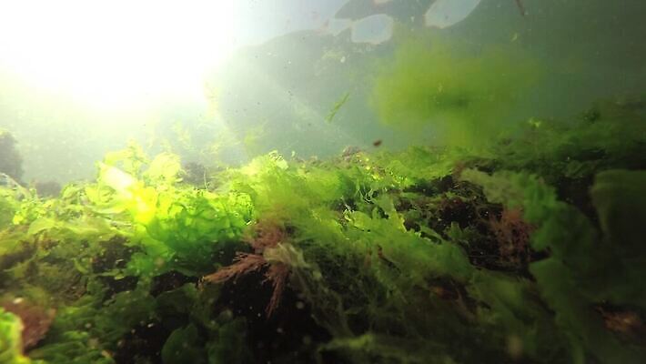 식물 동물 야생동물 바다 자연 무척추동물 사람없음 초록색 환경 바닷속 수중 해조류 생태계 생물학 광합성 산화 생태학 소금물 4K 수중영상 MP4 해외동영상 클립영상 교육 컬러 해양식물 동영상 파일형식