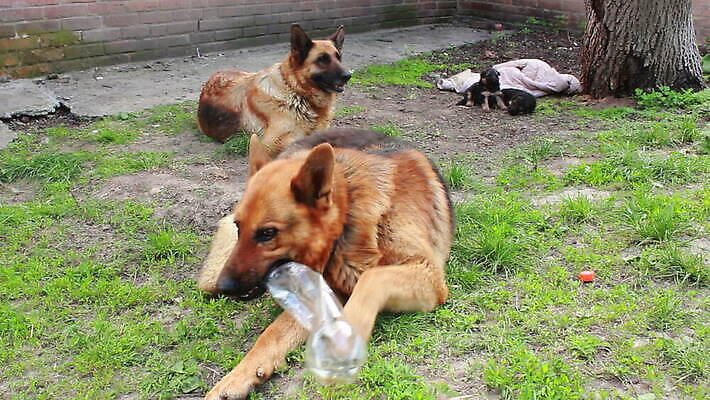 동물 척추동물 새끼 포유류 가족 털 독일 앉기 사람없음 반려동물 머리 검은색 우정 쌍 양치기 경찰 개 강아지 보호 작음 모피 보안 송곳니 기르기 유래 경비견 순혈 MOV 해외동영상 클립영상 직업 유럽 컬러 컨셉 관계 모션 안전 신체부위 친구 치아 크기 동영상 돌봄 파일형식