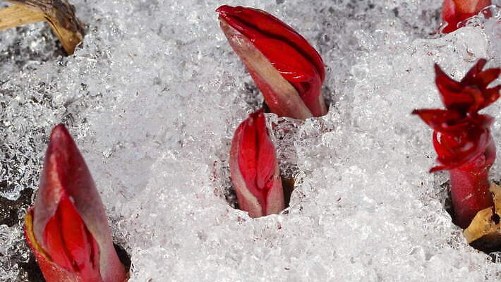 식물 계절 백그라운드 겨울 밭 자연 날씨 따뜻함 초원 사람없음 야외 초록색 물 빛 태양 새싹 냉동 얼음 봄 흰색 녹음 닫기 시원함 땅 유기농 서리 내추럴 작약 4K MOV 해외동영상 클립영상 자연요소 웰빙 꽃 컬러 농업 모션 기록 생태계 동영상 파일형식