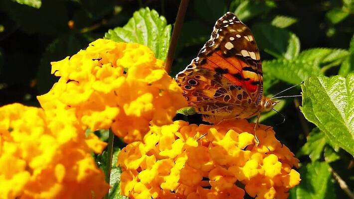 식물 꽃 나비 곤충 잎 날개 모션 자연 사람없음 빨간색 초록색 컬러풀 환경 모임 벚꽃 그리기 닫기 큼 수집 흔들림 보케 꽃가루 꿀 느림 블러효과 세이지 수유 코스모폴리탄 MP4 해외동영상 클립영상 동물 컬러 칵테일 크기 가루 생태계 동영상 블러 파일형식 효과