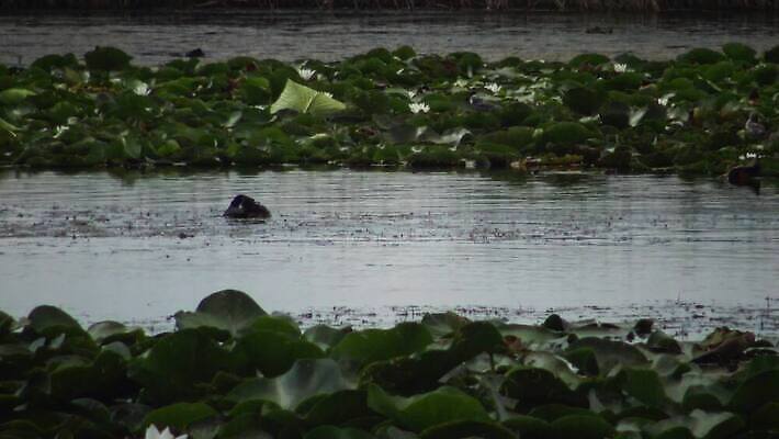 동물 유럽 호수 야생동물 바다 자연 조류 덴마크 사람없음 야외 빨간색 물 뷰티 반사 검은색 봄 잠수부 서식지 다뉴브강 동물상 4K MP4 해외동영상 클립영상 자연요소 계절 나라 컬러 북유럽 조형물 전문직 생태계 동영상 파일형식