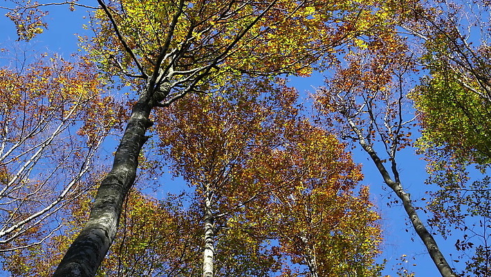 나무 식물 디자인 계절 공원 컬러 백그라운드 단풍 잎 패턴 오렌지 자연 추상 사람없음 야외 목재 장식 빨간색 초록색 빛 컬러풀 햇빛 태양 갈색 노란색 환경 활발 나뭇가지 황금 숲 9월 11월 질감 10월 내추럴 4K MOV 해외동영상 클립영상 자연요소 공공시설 컨셉 무늬 과일 재료 날짜 생태계 동영상 파일형식