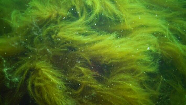 식물 야생동물 바다 자연 사람없음 초록색 환경 바닷속 수중 해조류 생태계 광합성 산화 생태학 소금물 4K 수중영상 MP4 해외동영상 클립영상 동물 교육 컬러 해양식물 동영상 파일형식