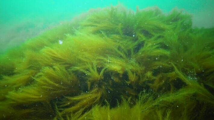 식물 야생동물 바다 자연 사람없음 초록색 환경 바닷속 수중 해조류 생태계 광합성 산화 생태학 소금물 4K 수중영상 MP4 해외동영상 클립영상 동물 교육 컬러 해양식물 동영상 파일형식