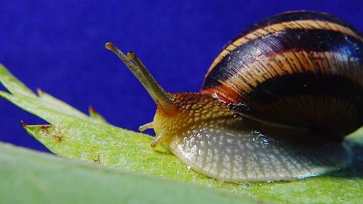 동물 야생동물 백그라운드 자연 연체동물 나선형 사람없음 야외 초록색 갈색 정원 젖음 껍질 덮기 느림 내추럴 기어가기 식용 끈적임 4K MP4 해외동영상 클립영상 컬러 무늬 모션 무척추동물 생태계 동영상 파일형식