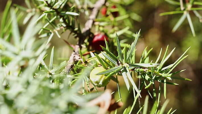 나무 식물 열매 백그라운드 과일 재료 자연 바람 사람없음 야외 앞모습 초록색 파란색 맑음 나뭇가지 신선 원형 양념 약초 허브 유기농 상록수 침엽수 아로마테라피 원뿔 식용 향나무 MOV 해외동영상 클립영상 자연요소 도형 웰빙 뷰포인트 컬러 날씨 풀_식물 생태계 테라피 동영상 파일형식
