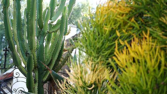 식물 화초 백그라운드 선인장 사람없음 장식 초록색 정원 미국 사막 가시 닫기 캘리포니아 철조망 상록수 애리조나 내추럴 다육식물 오리지널 이국적 특별함 카피스페이스 그리너리 세련 4K 건조기후 MP4 해외동영상 클립영상 컬러 컨셉 북아메리카 모션 공백 동영상 파일형식 트랜드컬러