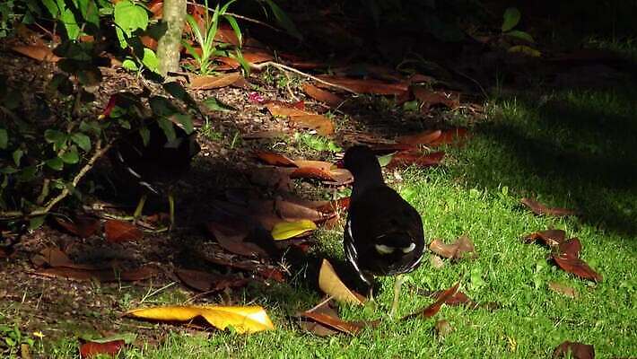 동물 공원 호수 야생동물 바다 백그라운드 날개 자연 갈매기 조류 사람없음 초록색 물 강 노란색 환경 검은색 봄 흰색 연못 습지 깃털 부리 암탉 청어 4K MP4 해외동영상 클립영상 자연요소 계절 공공시설 컬러 어류 닭 암컷 생태계 동영상 파일형식
