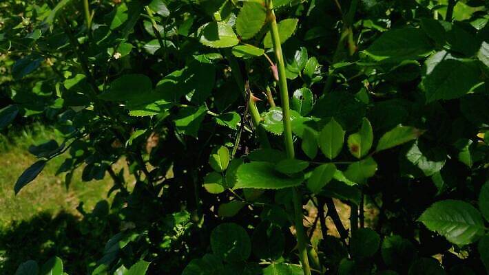 식물 계절 꽃잎 꽃 컬러 꽃다발 백그라운드 잎 꽃무늬 자연 하늘 종류 사람없음 야외 장식 초록색 파란색 울타리 장미 정원 봄 낭만 벚꽃 흰색 신선 개화 가시 냄새 화단 시들음 스파이크 내추럴 창백 옛날 4K MOV 해외동영상 클립영상 컨셉 무늬 담장 생태계 동영상 파일형식