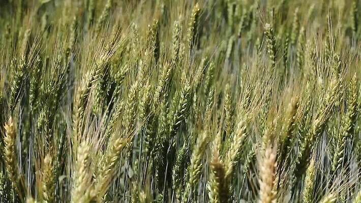 식물 줄기 밭 농업 자연 하늘 바람 씨앗 풍경 초원 사람없음 야외 초록색 여름 파란색 농작물 농장 노란색 환경 수확 성장 재산 황금 닫기 낟알 땅 밀 흔들림 귀 밀짚 내추럴 숙성 호밀 MOV 해외동영상 클립영상 자연요소 계절 산업 컬러 모션 날씨 곡류 신체부위 금융 짚 생태계 동영상 파일형식