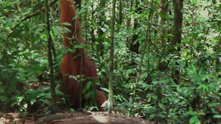 나무 동물 여자 남자 아시아 얼굴 야생동물 오렌지 포유류 청소년 자연 엄마 동물원 종류 사람 사람없음 갈색 원숭이 표현 아기 숲 열대우림 먹기 인도네시아 멸종 유인원 원시시대 말레이시아 배려 MOV 해외동영상 클립영상 멸종위기종 식물 나라 컬러 과일 가족 모션 신체부위 역사 생태계 동영상 파일형식