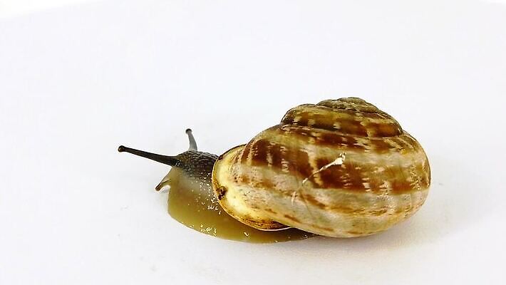 동물 백그라운드 모션 자연 연체동물 사람없음 걷기 정원 껍질 흰색 비행 투명 닫기 땅 달팽이 느림 기어가기 고립 블러효과 진실 MP4 해외동영상 클립영상 컬러 무척추동물 생태계 동영상 블러 파일형식 효과