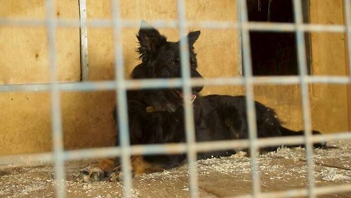 동물 응시 생각 자연 주택 자물쇠 앉기 사람없음 야외 울타리 반려동물 검은색 희망 우정 슬픔 기다림 구출 개 고독 보호 큼 버리기 새장 송곳니 노숙자 돌봄 쇠창살 입양 혼자 4K MOV 해외동영상 슬로모션 클립영상 시선 감정 컬러 컨셉 포유류 모션 촬영기법 건물 친구 담장 도움 치아 크기 생태계 동영상 케이지 파일형식