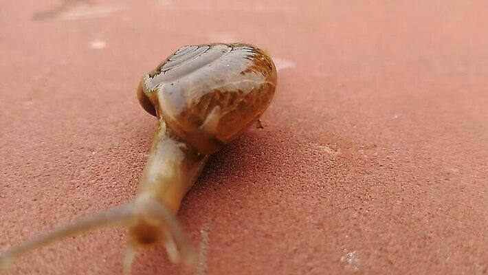 동물 야생동물 백그라운드 생물 연체동물 무척추동물 나선형 사람없음 갈색 젖음 껍질 미끄러짐 촉수 느림 기어가기 민달팽이 끈적임 MP4 해외동영상 클립영상 컬러 무늬 모션 동영상 파일형식 달팽이_동물