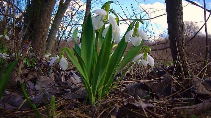 식물 꽃 야생동물 꽃무늬 자연 사람없음 초록색 봄 벚꽃 흰색 개화 허브 스노드롭 헌병 4K MP4 해외동영상 클립영상 동물 계절 컬러 무늬 군인 생태계 동영상 파일형식