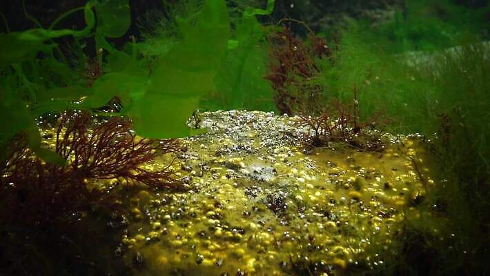 식물 동물 야생동물 바다 자연 무척추동물 사람없음 초록색 환경 바닷속 수중 해조류 생태계 광합성 산화 생태학 소금물 4K 수중영상 MP4 해외동영상 클립영상 교육 컬러 해양식물 동영상 파일형식