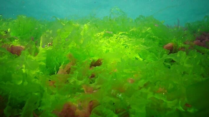 식물 야생동물 바다 백그라운드 자연 사람없음 초록색 물 세계 바닷속 수중 해조류 광합성 산화 생태학 소금물 4K 수중영상 MP4 해외동영상 클립영상 자연요소 동물 교육 컬러 해양식물 생태계 동영상 파일형식