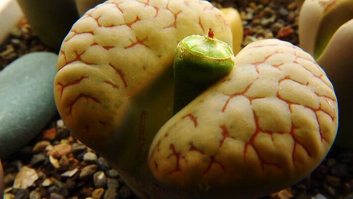 모양 식물 꽃잎 꽃 컬러 백그라운드 잎 패턴 자연 선인장 건조 사람없음 장식 초록색 컬러풀 사막 성장 조약돌 바위 작음 수분 내추럴 나미비아 다육식물 4K MP4 해외동영상 클립영상 무늬 돌_바위 크기 생태계 동영상 남아프리카 파일형식