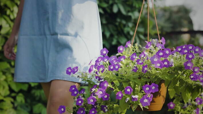 식물 라이프스타일 여자 꽃 행복 화분 꽃무늬 농업 자연 관리 사람 취미 사람없음 야외 초록색 정원 보라색 봄 성장 개화 냄비 농부 꽃집 원예 적재 돌봄 심기 온실 원예사 피튜니아 4K MOV 해외동영상 클립영상 직업 계절 감정 산업 컬러 무늬 모션 생활 상점 솥 생태계 동영상 파일형식