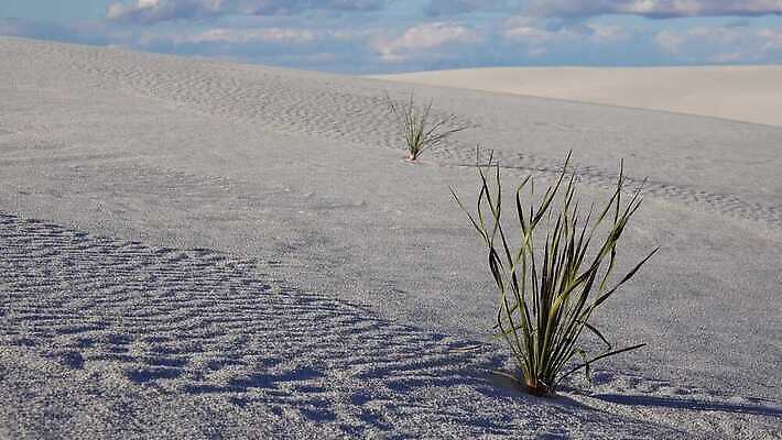 식물 공원 모래 조각 여행 가이드 자연 하늘 새로움 건조 사람없음 파란색 모래사장 미국 일몰 사막 흰색 역사 모래언덕 언덕 질감 치와와 기념물 천연기념물 내추럴 뉴멕시코 잔물결 전국 지질학 4K MP4 해외동영상 클립영상 직업 공공시설 교육 물결 바다 컬러 컨셉 북아메리카 노을 개 생태계 동영상 파일형식