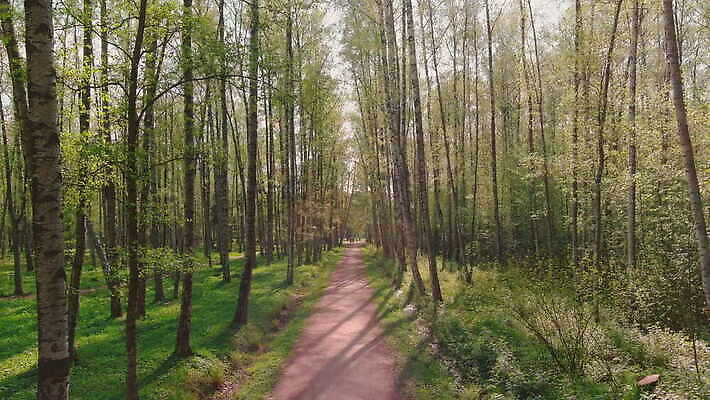 나무 구름 공원 컬러 백그라운드 잎 자연 안테나 풍경 사람없음 야외 목재 초록색 컬러풀 햇빛 갈색 마을 봄 광선 가을 시골 소나무 언덕 마법 자작나무 폴란드 내추럴 드론 랜드마크 삼림지대 전국 조감도 4K MOV 해외동영상 슬로모션 클립영상 자연요소 식물 계절 공공시설 유럽 재료 통신 촬영기법 태양 숲 생태계 동영상 파일형식