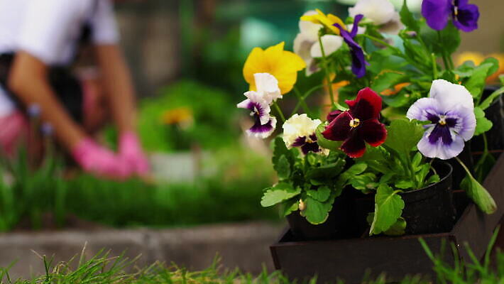 식물 계절 꽃 사람없음 장식 여름 정원 농사 봄 성장 농부 꽃집 제비꽃 에코 유기농 내추럴 거름 기르기 돌봄 비올라 원예사 4K MOV 해외동영상 클립영상 직업 웰빙 농업 모션 환경 상점 동영상 파일형식 찰현악기