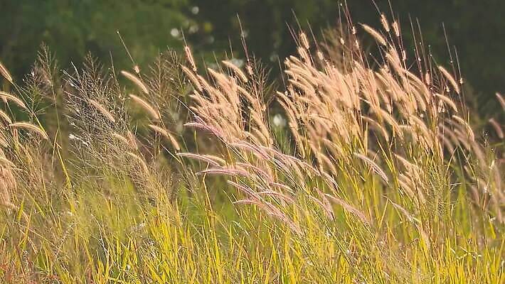 식물 계절 공원 꽃 백그라운드 잎 겨울 밭 자연 하늘 바람 산 씨앗 사람없음 야외 초록색 파란색 농장 갈색 환경 정원 벚꽃 흰색 나뭇가지 시골 신선 잡초 숲 언덕 그네 내추럴 사탕수수 MOV 해외동영상 클립영상 자연요소 나무 공공시설 컬러 농업 날씨 생태계 동영상 파일형식