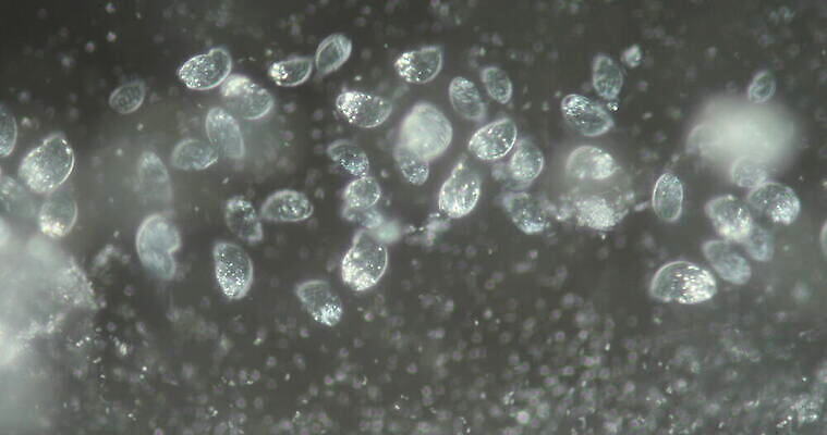 동물 교육 야생동물 과학 자연 생물 세포 현미경 사람없음 물 견본 연못 실험실 확대 생물학 미생물 원시시대 박테리아 4K MOV 해외동영상 클립영상 자연요소 의학 실험기구 실험 역사 생태계 동영상 파일형식