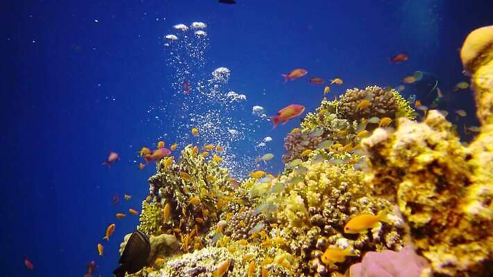 동물 야생동물 바다 컬러 백그라운드 자연 낚시 이집트 어류 사람없음 빨간색 물 파란색 컬러풀 환경 바닷속 수중 수영 수중동물 산호 산호초 다이빙 스쿠버다이빙 소금 암초 홍해 해파리 깊이 생태학 이국적 4K MP4 해외동영상 클립영상 자연요소 교육 아프리카 레저 수상스포츠 수중식물 자포동물 생태계 동영상 수중스포츠 파일형식