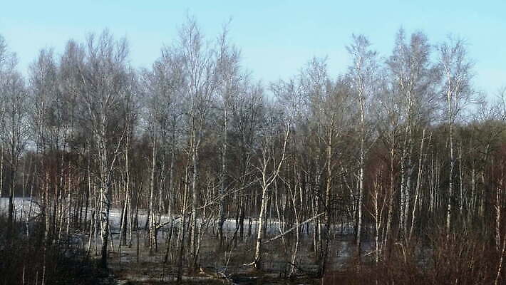 나무 여행 백그라운드 겨울 창문 하늘 사람 풍경 사람없음 초록색 마을 봄 기차 역 숲 언덕 시베리아 평야 혼자 4K MOV 해외동영상 클립영상 식물 계절 육상교통 컬러 교통시설 자연 대중교통 동영상 파일형식