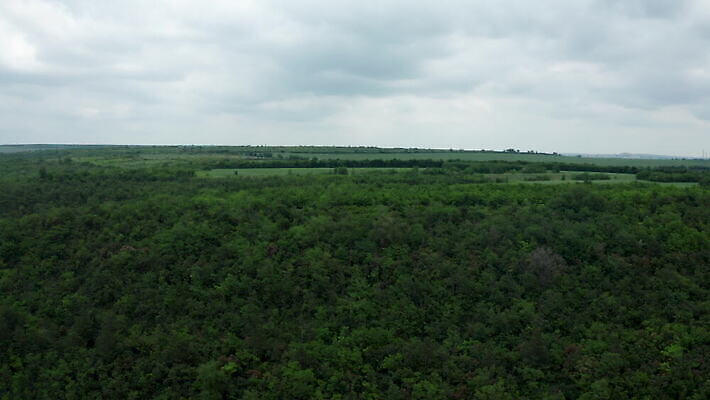 나무 식물 도로 여행 백그라운드 잎 자연 안테나 사람없음 야외 목재 초록색 환경 시골 황무지 보호 정상 숲 땅 질감 내추럴 항공촬영 드론 삼림지대 4K MOV 해외동영상 클립영상 길 뷰포인트 컬러 컨셉 재료 통신 교통시설 생태계 동영상 파일형식