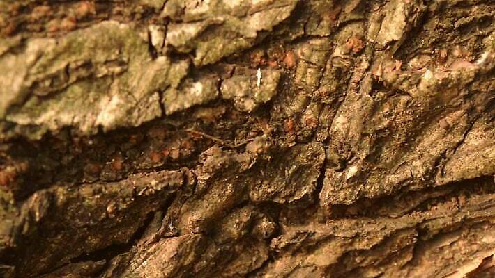 나무 식물 디자인 벽 백그라운드 자연 벽지 표면 날씨 건조 건설업 사람없음 목재 장식 환경 페인트 수확 골동품 소나무 거친 피부 유기농 목공예 나무껍질 시들음 지질학 콘크리트 비어있는 MP4 해외동영상 클립영상 웰빙 교육 산업 농업 재료 신체부위 껍질 공예 생태계 동영상 파일형식