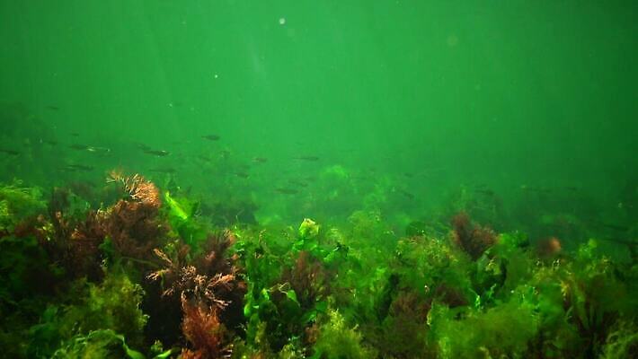 식물 야생동물 바다 자연 무척추동물 사람없음 초록색 환경 바닷속 수중 해조류 생태계 생물학 광합성 동물상 산화 생태학 소금물 4K 수중영상 MP4 해외동영상 클립영상 동물 교육 컬러 조형물 해양식물 동영상 파일형식
