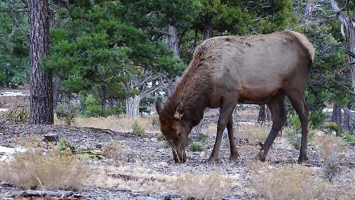 동물 공원 야생동물 백그라운드 포유류 자연 하늘 사슴 산 뿔 사람없음 숲 큼 트로피 황소 사냥 캘리포니아 사냥꾼 애리조나 서식지 뉴멕시코 서쪽 엘크 콜로라도 텍사스 4K MP4 해외동영상 클립영상 직업 공공시설 미국 소 크기 방향 상_우승 생태계 동영상 파일형식