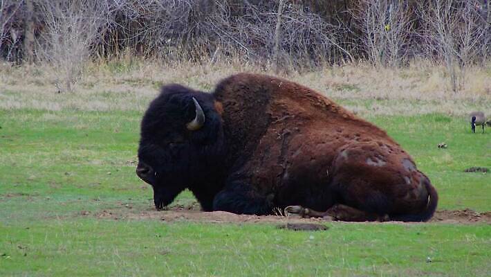 동물 공원 남자 야생동물 포유류 자연 털 사람없음 갈색 계곡 미국 군중 방목 들소 황소 짝짓기 와이오밍 전국 4K MP4 해외동영상 클립영상 공공시설 컬러 북아메리카 사람 소 축산업 생태계 동영상 파일형식