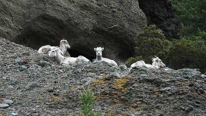 동물 공원 남자 야생동물 백그라운드 겨울 포유류 자연 풍경 사람없음 사막 양 군중 큼 빙하 램 전국 4K MP4 해외동영상 클립영상 계절 공공시설 사람 크기 생태계 동영상 파일형식