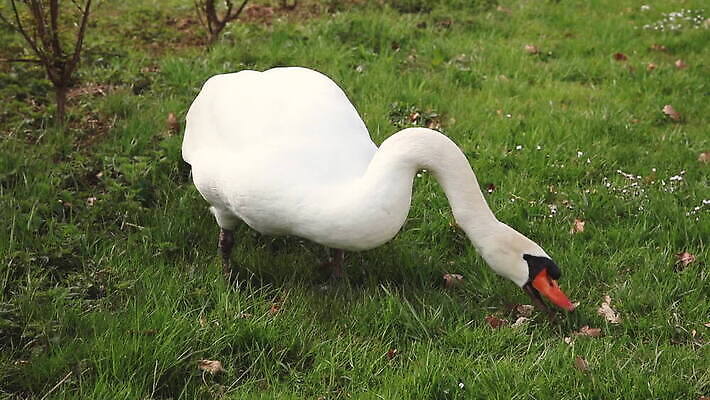 동물 공원 호수 야생동물 자연 조류 아침 오리 사람없음 야외 초록색 물 파란색 빛 식사 놀람 흰색 연못 우아함 먹기 기아 깃털 부리 백조 거위 단아함 벙어리 수유 MOV 해외동영상 클립영상 주간 자연요소 공공시설 감정 컬러 컨셉 모션 표정 사회이슈 생태계 동영상 파일형식