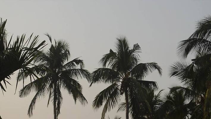 바다 로우앵글 섬 백그라운드 단풍 하늘 휴가 파노라마 사람없음 야외 관광지 야자수 햇빛 태양 고요 황혼 일몰 시골 숲 열대우림 열대과일 석호 열대기후 케랄라주 MP4 해외동영상 클립영상 자연요소 나무 뷰포인트 여행 잎 과일 촬영기법 노을 인도_나라 동영상 파일형식