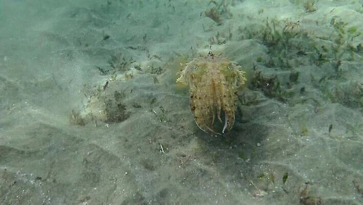 동물 야생동물 바다 컬러 백그라운드 태국 자연 이집트 어류 사람없음 물 파란색 컬러풀 뷰티 바닷속 수중 수영 산호 산호초 잠수부 오징어 다이빙 소금 암초 홍해 해파리 깊이 세피아 이국적 파라오 4K MP4 해외동영상 클립영상 자연요소 아시아 아프리카 연체동물 촬영기법 수중동물 수상스포츠 수중식물 자포동물 전문직 생태계 동영상 수중스포츠 파일형식