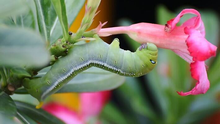 나무 식물 동물 야생동물 음식 컬러 나비 곤충 백그라운드 잎 자연 조류 생물 무척추동물 사람없음 초록색 컬러풀 장미 갈색 노란색 귀여움 정원 검은색 사막 나뭇가지 해충 벌레 진달래 먹기 묘사 꼬리 애벌레 나방 내추럴 기어가기 거짓 변태 못생김 MOV 해외동영상 클립영상 꽃 컨셉 모션 생태계 동영상 파일형식