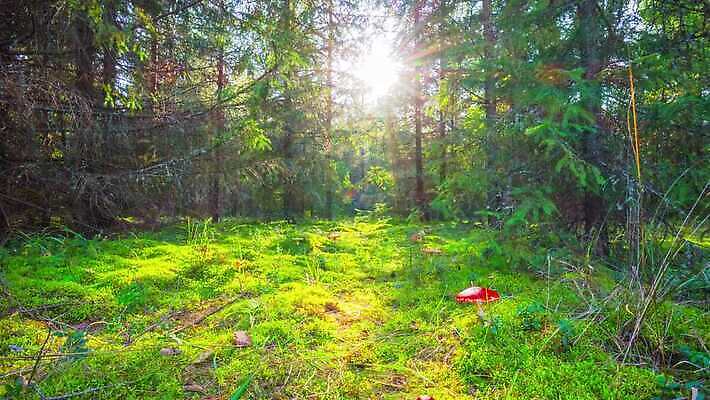 식물 계절 공원 컬러 자연 생물 사람없음 야외 빨간색 초록색 컬러풀 햇빛 태양 약 버섯 가을 시간 점 숲 위험 기중기 마법 내추럴 곰팡이 독버섯 땅바닥 캡모자 4K 타임랩스 MP4 해외동영상 클립영상 자연요소 모자_잡화 공공시설 컨셉 의학 바닥 촬영기법 중장비 생태계 동영상 파일형식