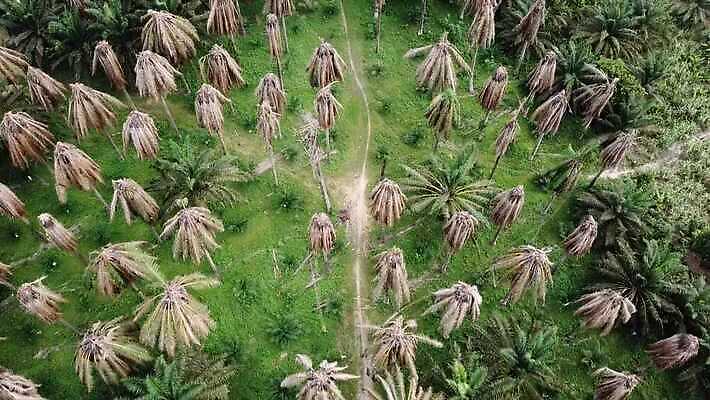 나무 아시아 지구 음식 백그라운드 잎 농업 자연 표면 손바닥 사람없음 야외 뷰티 농장 수확 성장 나뭇가지 죽음 재산 농부 다발 버리기 장면 진흙 가뭄 자원 말레이시아 내추럴 탈수 세련 4K MOV 해외동영상 클립영상 식물 직업 손 나라 산업 모션 날씨 금융 생태계 동영상 파일형식