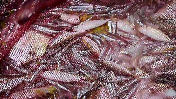 전통 아시아 음식 패턴 모션 태국 낚시 건강 어류 동양인 사람없음 빨간색 시골 신선 잡기 업무 그물 보호 상패 사파리 날것 말레이시아 스리랑카 MOV 해외동영상 클립영상 나라 컬러 컨셉 무늬 레저 인종 수중동물 작업 상_우승 동영상 파일형식