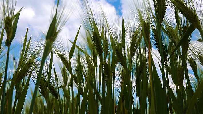 식물 계절 줄기 밭 농업 하늘 옥수수 사람없음 초록색 햇빛 태양 농장 수확 성장 시골 낟알 밀 보리 내추럴 밭일 호밀 4K MP4 해외동영상 클립영상 자연요소 산업 컬러 곡류 동영상 파일형식