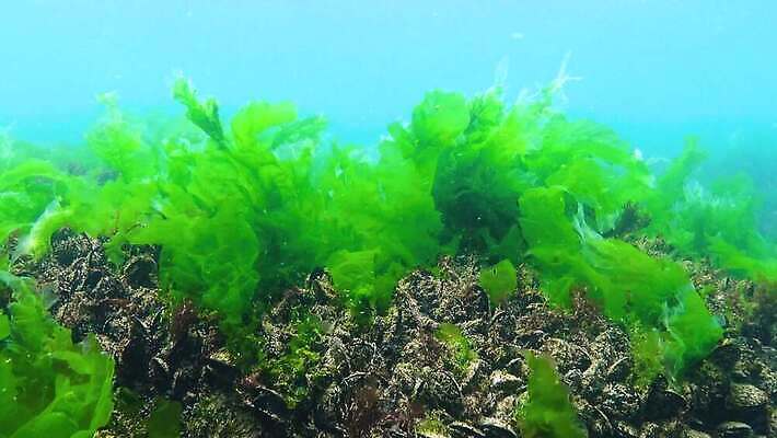 식물 야생동물 바다 자연 사람없음 초록색 물 세계 환경 바닷속 수중 해조류 생태계 생물학 광합성 산화 생태학 소금물 4K 수중영상 MP4 해외동영상 클립영상 자연요소 동물 교육 컬러 해양식물 동영상 파일형식