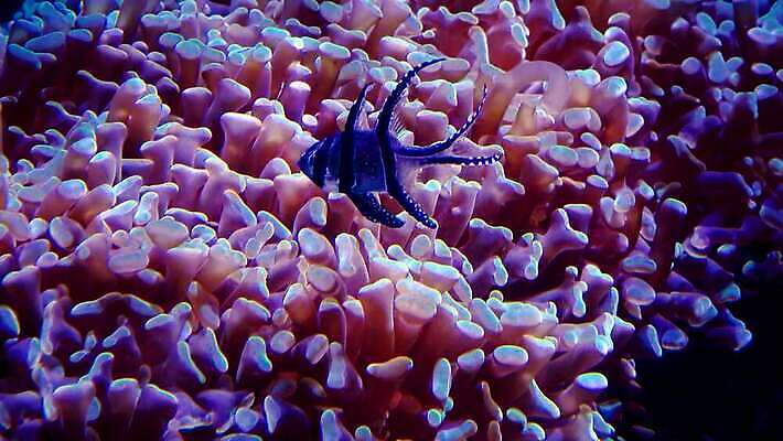 동물 야생동물 바다 오렌지 자연 어류 사람없음 물 컬러풀 수중 수영 광대 산호 태평양 암초 수족관 거짓 소금물 이국적 4K MP4 해외동영상 클립영상 자연요소 컬러 과일 수중동물 수상스포츠 자포동물 생태계 동영상 파일형식