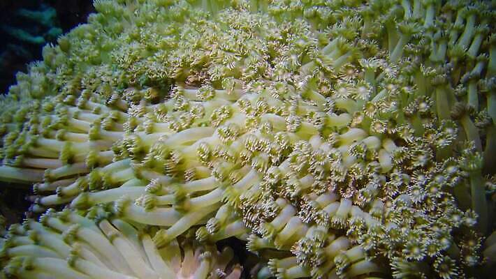 식물 동물 야생동물 바다 여행 무척추동물 이집트 어류 사람없음 물 바닷속 수중 수영 수중동물 산호 산호초 잠수부 생태계 다이빙 스쿠버다이빙 소금 암초 홍해 해파리 깊이 동물상 생태학 이국적 4K MP4 해외동영상 클립영상 자연요소 교육 아프리카 조형물 수상스포츠 수중식물 자포동물 전문직 동영상 수중스포츠 파일형식