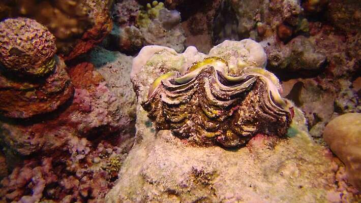 동물 야생동물 모래 바다 컬러 자연 조개 연체동물 이집트 어류 사람없음 빨간색 물 파란색 뷰티 환경 바닷속 수중 수영 껍질 산호 산호초 큼 다이빙 스쿠버다이빙 소금 암초 홍해 폴리네시아 거인 석호 깊이 4K MP4 해외동영상 클립영상 자연요소 아프리카 어패류 무척추동물 수중동물 수상스포츠 수중식물 오세아니아 자포동물 크기 생태계 동영상 수중스포츠 파일형식