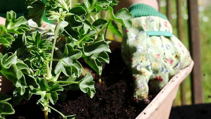 식물 백인 손 계절 여자 꽃 장갑 컨셉 자연 주택 사람 성인 취미 야외 장식 초록색 정원 봄 꽃집 원예 DIY 돌봄 생태학 심기 원예사 제라늄 4K MP4 해외동영상 클립영상 서양인 직업 잡화 교육 컬러 모션 건물 신체부위 상점 생태계 동영상 파일형식