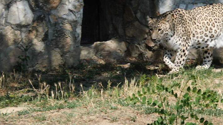 동물 공원 야생동물 포유류 자연 털 동물원 사람없음 초록색 갈색 걷기 환경 고양이 힘 황무지 위험 사자 육식동물 사냥꾼 멸종 치타 표범 동물상 재규어 전국 4K MOV 해외동영상 클립영상 직업 공공시설 컬러 컨셉 모션 반려동물 조형물 생태계 동영상 파일형식